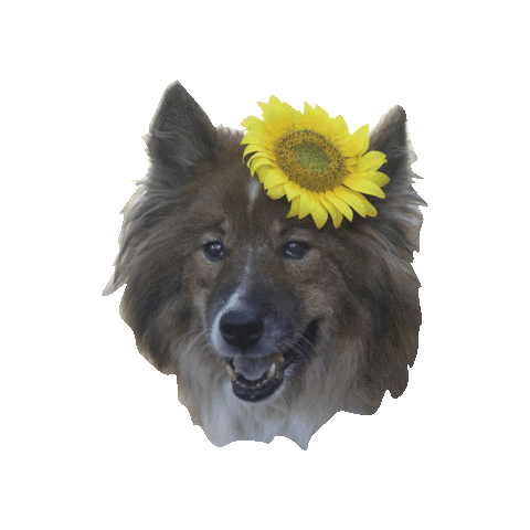 Happy Dog Sticker by LuisasTierwelt