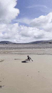 zozothewhippet greyhound zoomies zozo whippet GIF