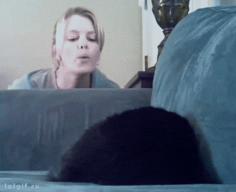 Cat Tease GIF