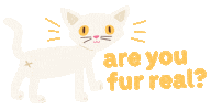 Confused No Way Sticker by Big Dog Pet Foods