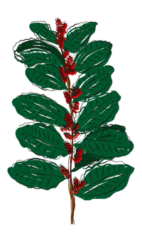 yerbaverdeflor flower flowers argentina flores Sticker