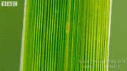 Jumping Spider GIF by BBC Earth