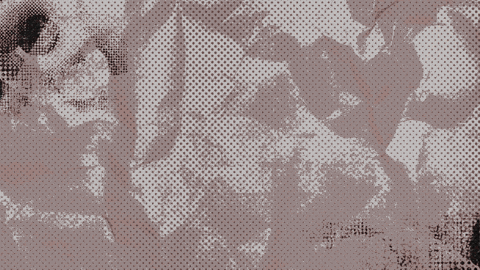 Tash_Hill giphyupload GIF