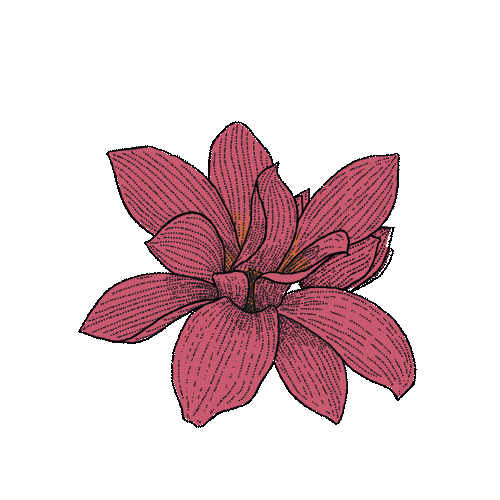 vicreg giphyupload flower flor tarot Sticker