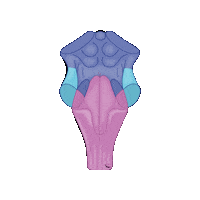 revmed study brain student medicine Sticker