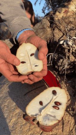 With the right care—proper pollination, sunlight, soil, and watering—you can turn your soursop tree into a fruit-bearing champion.
