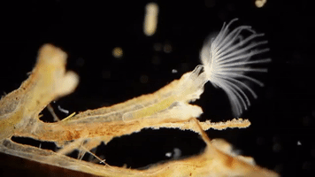 GIF by Diversify Science Gifs