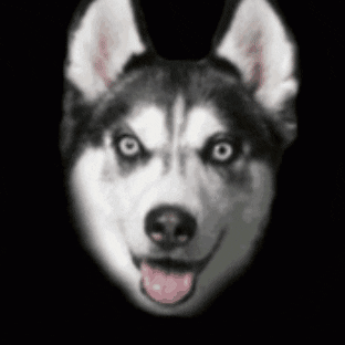 kodama223 giphygifmaker 2000s small scary dog GIF