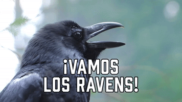 Β‘Vamos los Ravens!