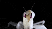 religion insects GIF by Digg