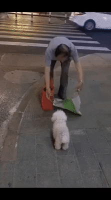 cuteanimalland giphyupload GIF