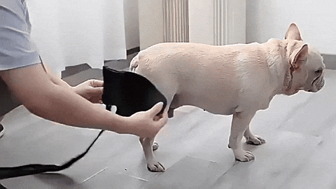 giphyupload GIF