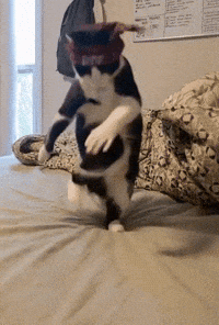 Cat Jookin GIF