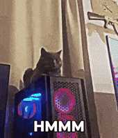 Cat Judging You GIF