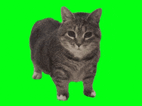 Cat 旋轉 GIF