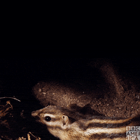 Bbc Earth Wildlife GIF by BBC America