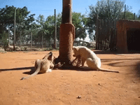 Adorable Lion Cubs Destroy Their Scratching Post in Record Time