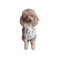 Ghibli Soot Sprites Sticker by Geekster Pets