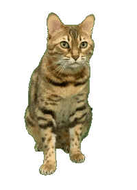Cute Cat Sticker by Kitty Fuchs