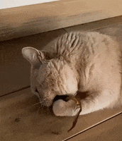 Cat GIF by catnipy