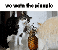 Unicouniuni3 GIF