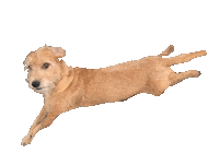 Dance Dog Sticker