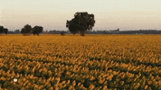 Flying Sun Flower GIF by UC Davis
