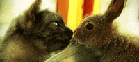 rabbit kiss GIF