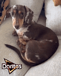 Chilli Dog GIF