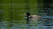 Water Lake GIF by Adirondack Council