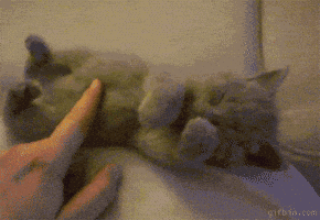 Cat Kitten GIF