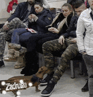 Dog Hump GIF