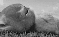 puss in boots crying GIF