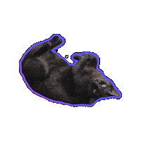 Just Chilling Black Cat Sticker by Rod Kim