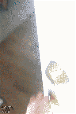 Dog Sitting GIF
