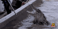 swamp people reaction gif GIF