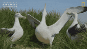 National Geographic GIF by Nat Geo Wild