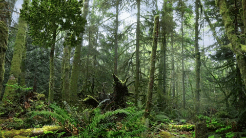 Dinosaur Raptor GIF by AtmosFX Digital Decorations