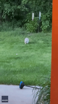 Rare and 'Very Hungry' Albino Raccoon Visits Iowa Woman's Backyard for Marshmallow Treat