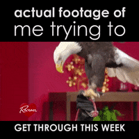 bird fly GIF by Rachael Ray Show