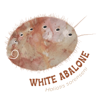 Abalone Sticker by UC Davis Coastal and Marine Sciences Institute