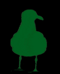 moinsolar möwe photovoltaik moinsolar moin solar GIF