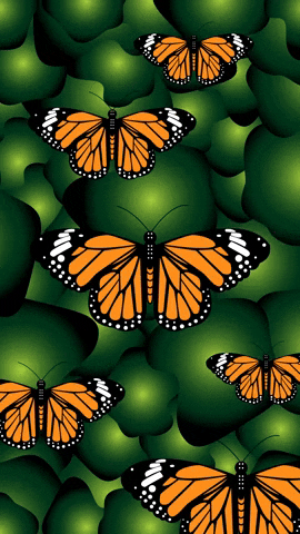 Illustration Butterfly GIF by Ricardo Martínez