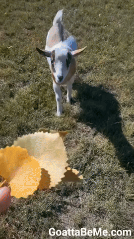 Baby Goat Loves Fall Leaves! Crunch!