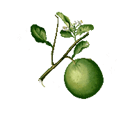 Fruit Gin Sticker by fullcircledistillers