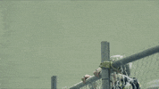 Fire Hyyh GIF by BTS