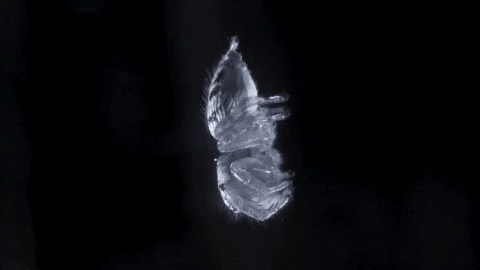 Laussoria giphygifmaker GIF