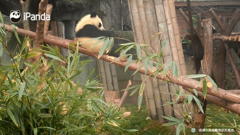 panda chine GIF by BFMTV