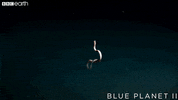 blue planet ocean GIF by BBC Earth
