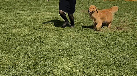 GIF by Westminster Kennel Club